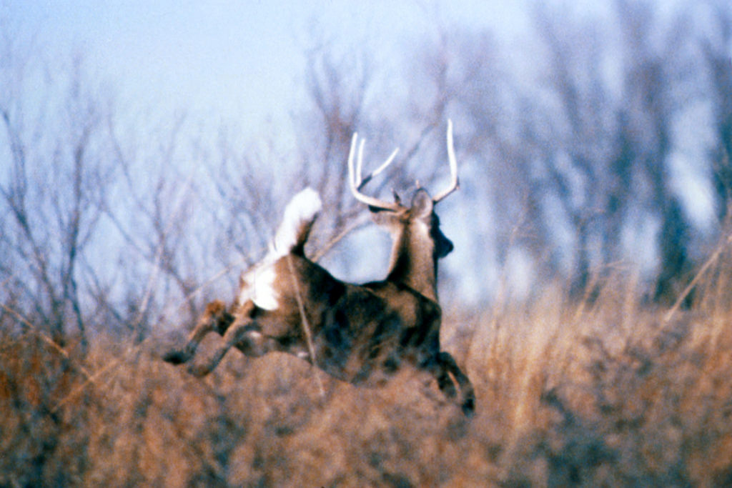 Trophy Deer Guide Hunt